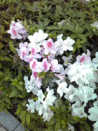 花が綺麗 2015/05/08 22:12:53