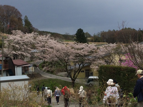 新潟日報旅くらぶ  古木しだれ桜お花見ウォーク