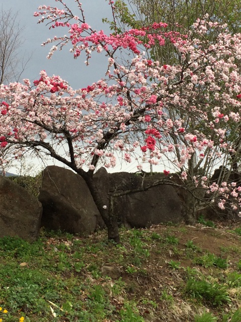 新潟日報旅くらぶ  古木しだれ桜お花見ウォーク