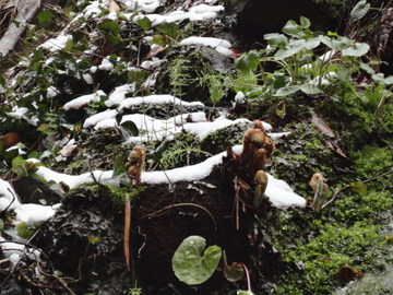 なごり雪・・・