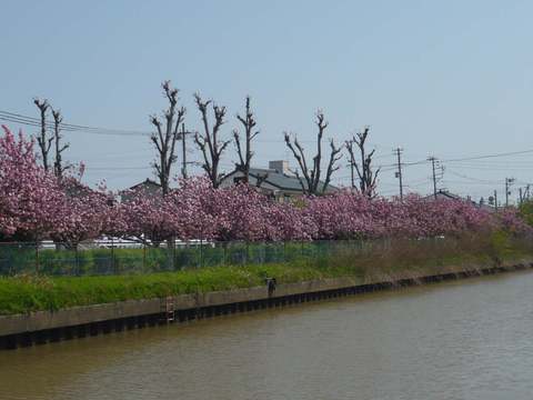 八重桜の並木-新栗の木川沿い