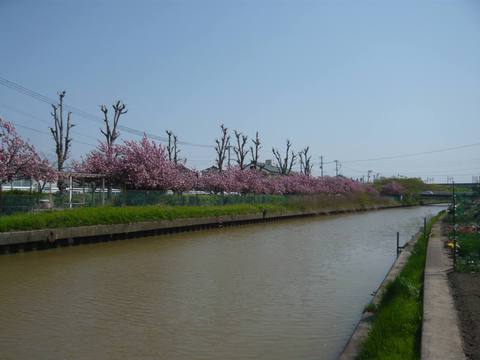 八重桜の並木-新栗の木川沿い