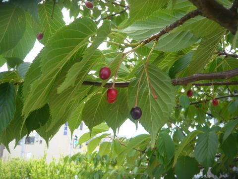 越後oyajiの Echigo良い処 桜の実