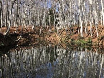 美人林の池