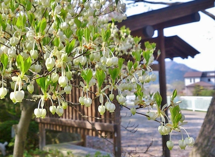 木瓜と灯台つつじ