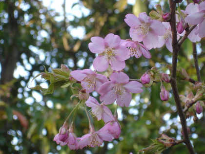 河津桜
