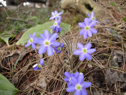 庭の山野草