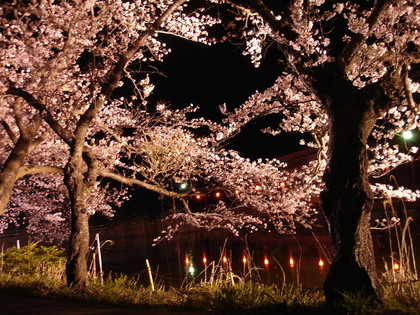 「つつみ」 の桜