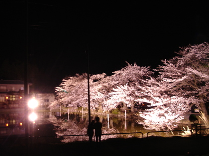 「つつみ」 の桜