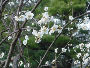 庭の梅