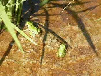 小さな蛙たち