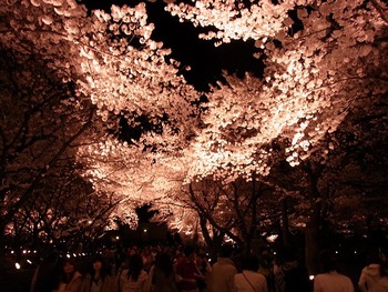 夜桜（高田公園）