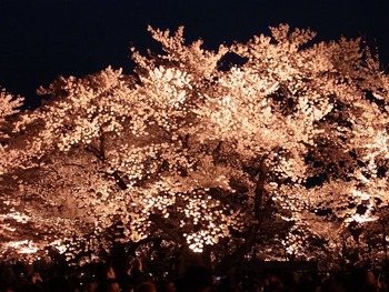 夜桜（高田公園）