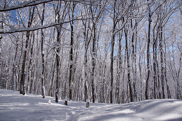 冬の美人林　その2