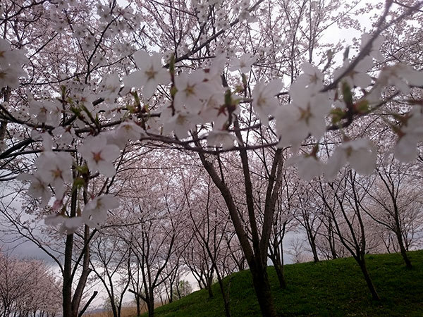 とある場所の桜