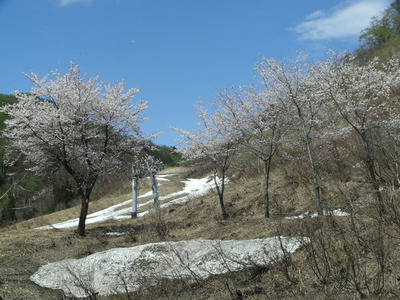 残雪と桜