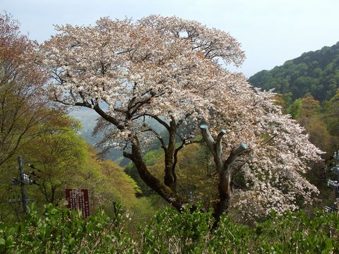 ヤヒコザクラ満開！