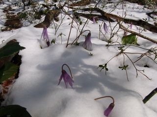 雪に耐える妖精たち