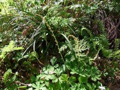 まだまだ花盛り!