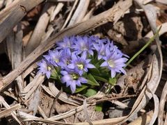 まだまだ花盛り!