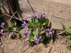まだまだ花盛り!