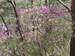 まだまだ花盛り!