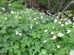 まだまだ花盛り!