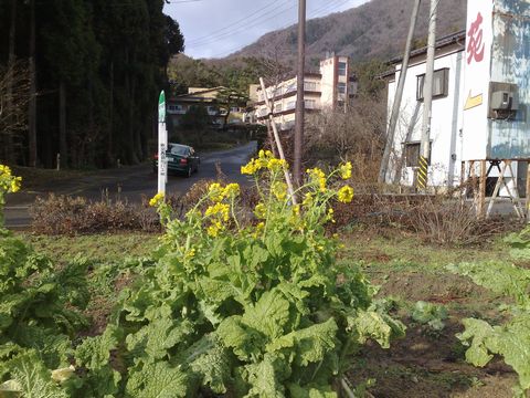 早くも春の香りが