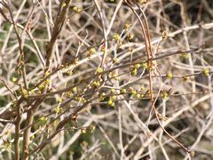 黒滝城址・剣ヶ峰より花便り