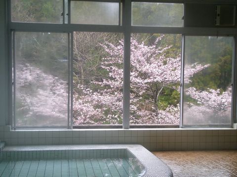 大浴場から見える桜が見ごろに！