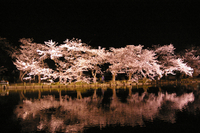 夜桜満開。