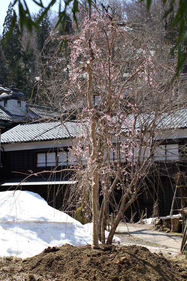 嵐渓荘の福光桜