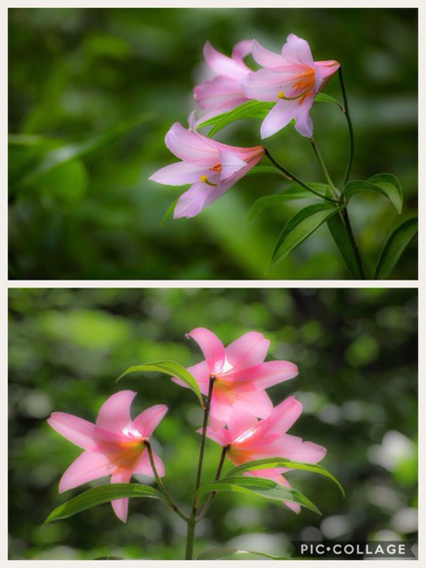 ヒメサユリ開花情報　2017.06.04 flowering information of Himesayuri
