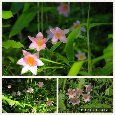 ヒメサユリ開花情報　2018.05.20 flowering information of Himesayuri
