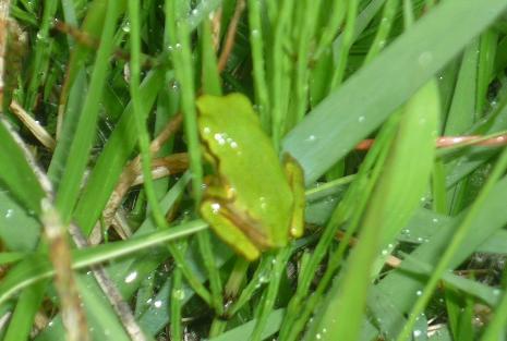 うきうき！しただ郷 ]:田んぼの生き物