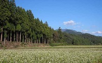 クマ情報